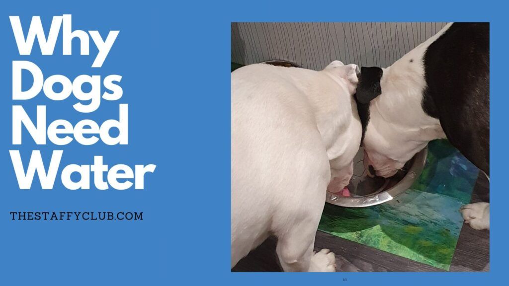 This image contains a photo of two Staffies sharing a bowl of water. The text reads: "Why Dogs Need Water".