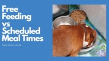 Free-Feeding-vs-Scheduled-Meal-Times-1-e1682339956817