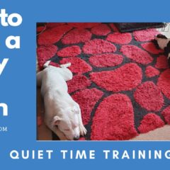how-to-calm-a-staffy-pup-down