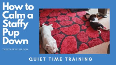 how-to-calm-a-staffy-pup-down
